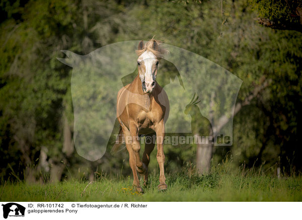 galoppierendes Pony / galloping Pony / RR-101742