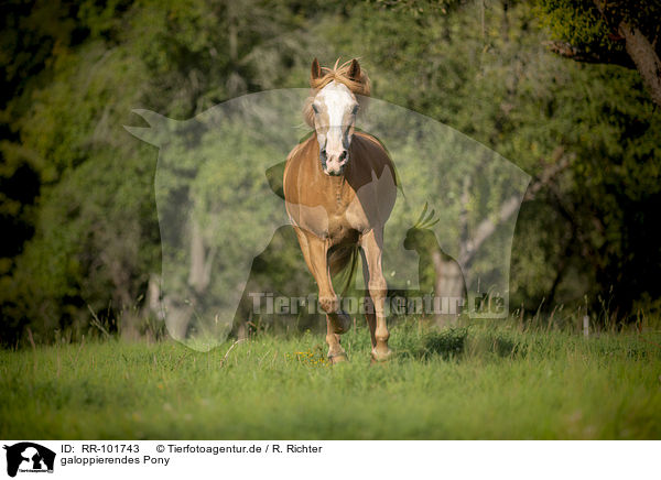 galoppierendes Pony / galloping Pony / RR-101743