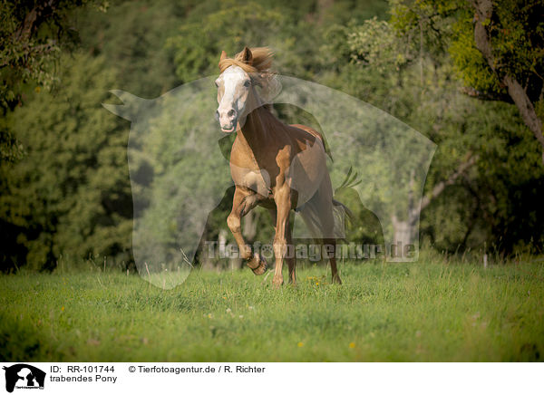 trabendes Pony / trotting Pony / RR-101744