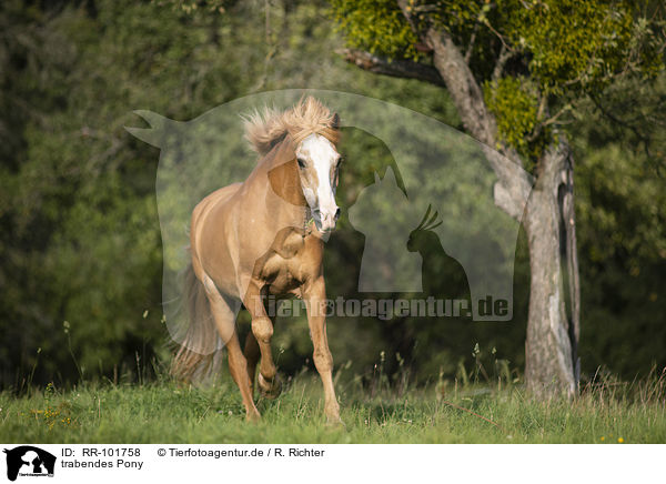 trabendes Pony / RR-101758