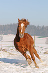 rennender Arabo-Haflinger