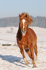 rennender Arabo-Haflinger