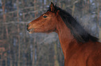 Arabo-Haflinger Portrait