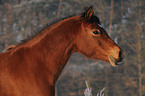 rennender Arabo-Haflinger