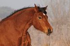 rennender Arabo-Haflinger