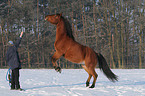 junge Frau mit Arabo-Haflinger