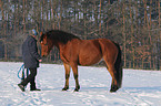 junge Frau mit Arabo-Haflinger