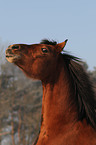 Arabo-Haflinger Portrait