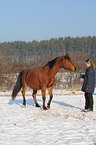 junge Frau mit Arabo-Haflinger