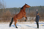 junge Frau mit Arabo-Haflinger