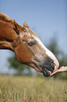 Arabohaflinger Portrait