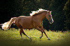 galoppierender Arabo-Haflinger