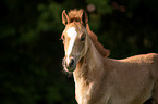 Arabo-Haflinger Portait