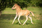 trabendes Arabo-Haflinger Fohlen