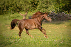 galoppierender Arabo-Haflinger