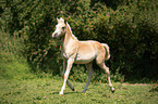 rennende Arabo-Haflinger