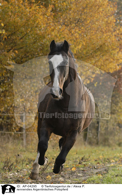rennendes Argentinisches Polopferd / running horse / AP-04295