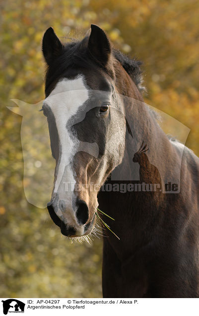Argentinisches Polopferd / brown horse / AP-04297