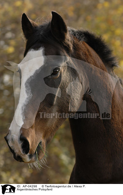 Argentinisches Polopferd / brown horse / AP-04298