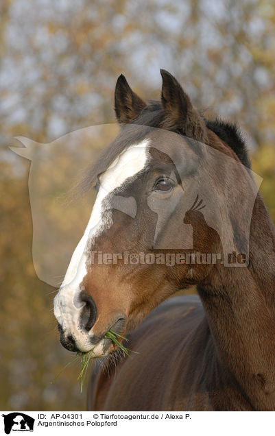 Argentinisches Polopferd / brown horse / AP-04301