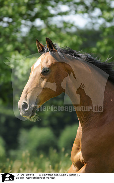 Baden-Wrttemberger Portrait / Wuerttemberg Horse Portrait / AP-06645