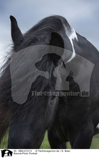 Barock-Pinto Portrait / Baroque Pinto portrait / SBA-01013