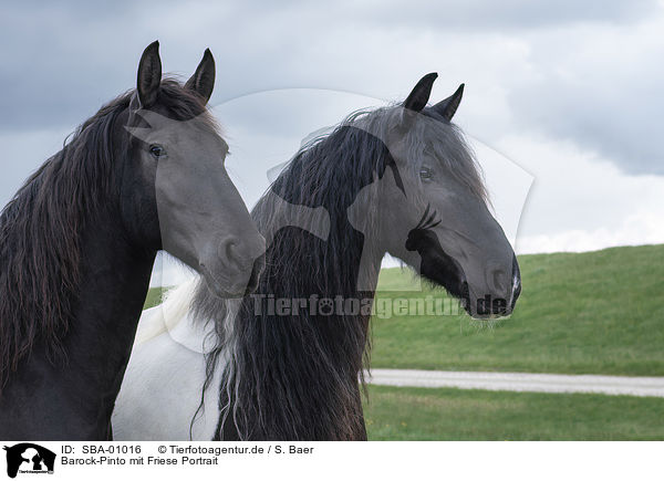 Barock-Pinto mit Friese Portrait / SBA-01016