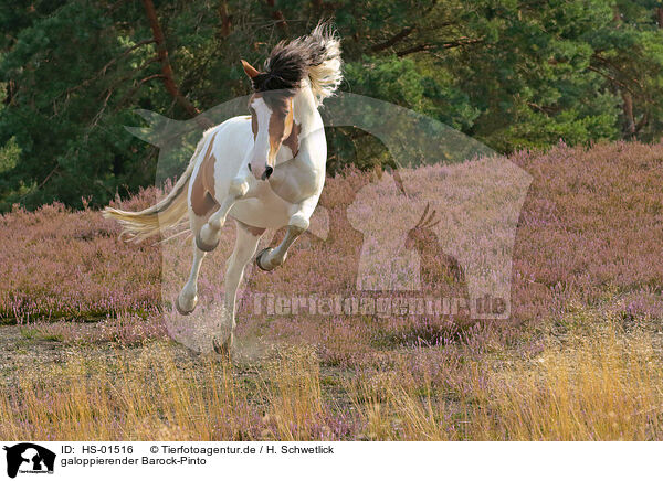 galoppierender Barock-Pinto / galloping Baroque Pinto / HS-01516