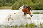 Barock-Pinto im Wasser