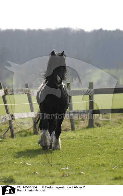 Barockpinto Hengst / stallion / AP-01064