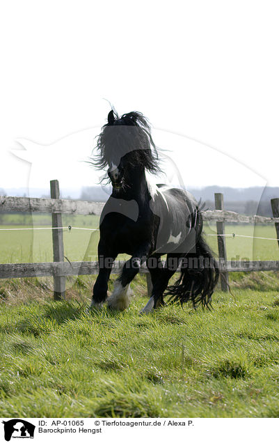 Barockpinto Hengst / stallion / AP-01065