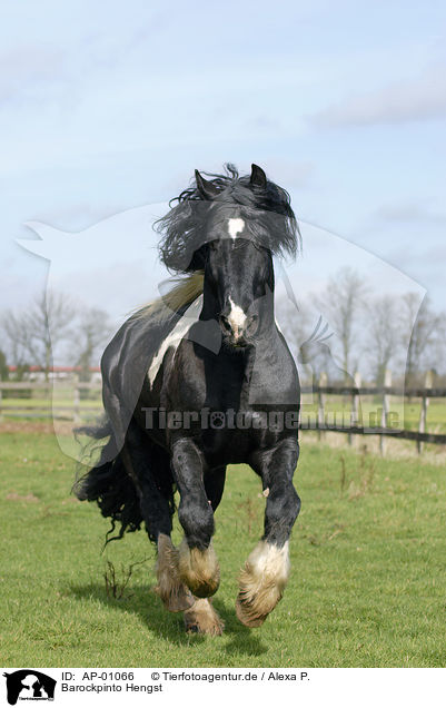 Barockpinto Hengst / stallion / AP-01066