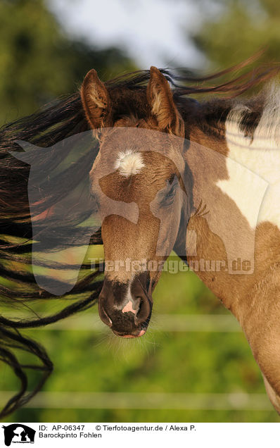 Barockpinto Fohlen / Barockpinto foal / AP-06347