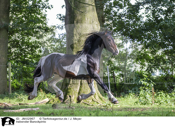 trabender Barockpinto / trotting Baroque Pinto / JM-02967