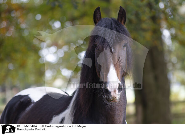 Barockpinto Portrait / JM-05404