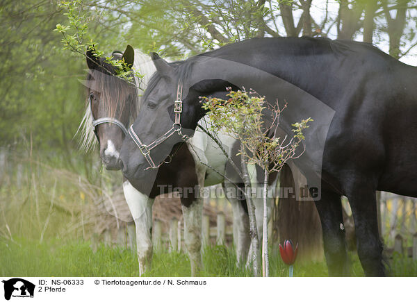 2 Pferde / NS-06333