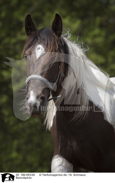 Barockpinto / Baroque Pinto / NS-06338