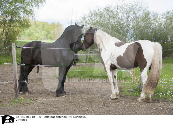 2 Pferde / 2 horses / NS-06340