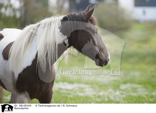 Barockpinto / Baroque Pinto / NS-06345