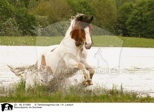 Barockpinto im Sommer / HL-01988