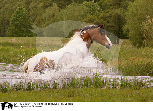 Barockpinto im Sommer / HL-01991