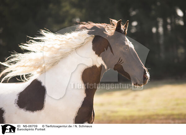 Barockpinto Portrait / Baroque Pinto Portrait / NS-06709