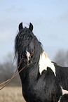 Barockpinto Portrait