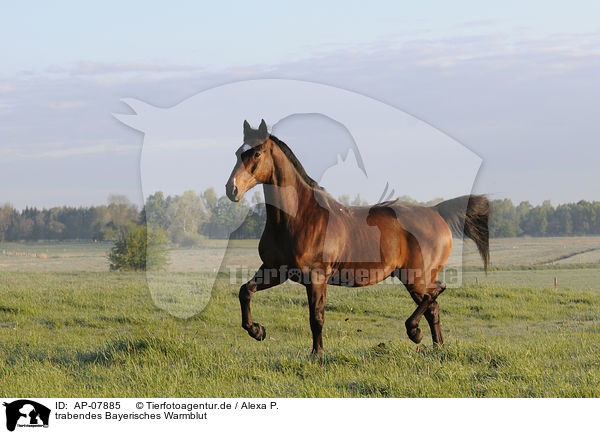 trabendes Bayerisches Warmblut / AP-07885