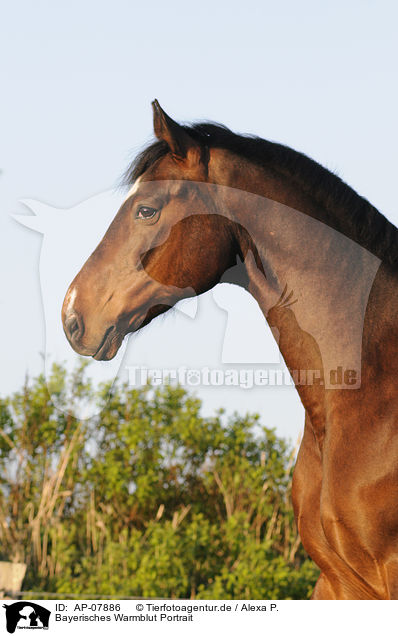 Bayerisches Warmblut Portrait / AP-07886