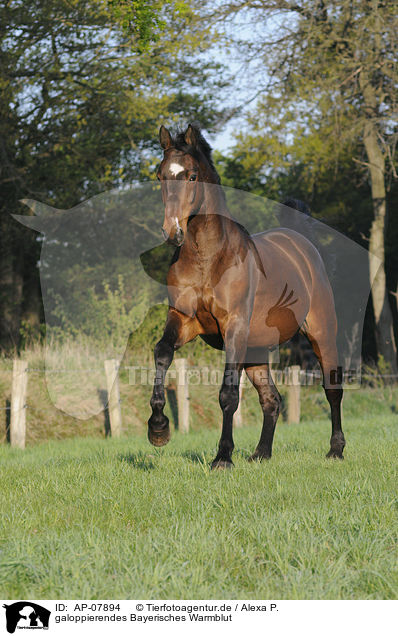 galoppierendes Bayerisches Warmblut / AP-07894