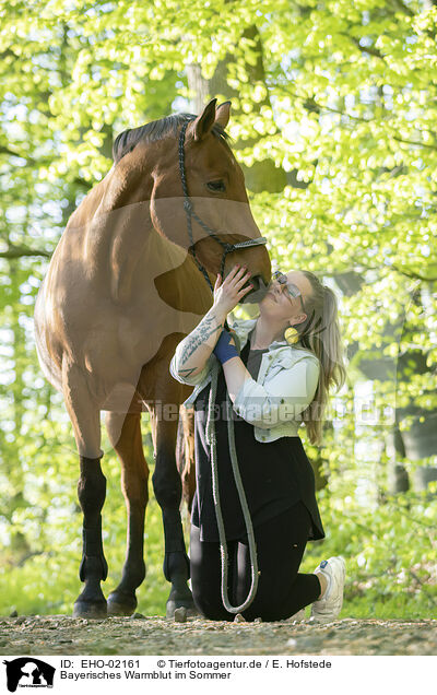 Bayerisches Warmblut im Sommer / EHO-02161