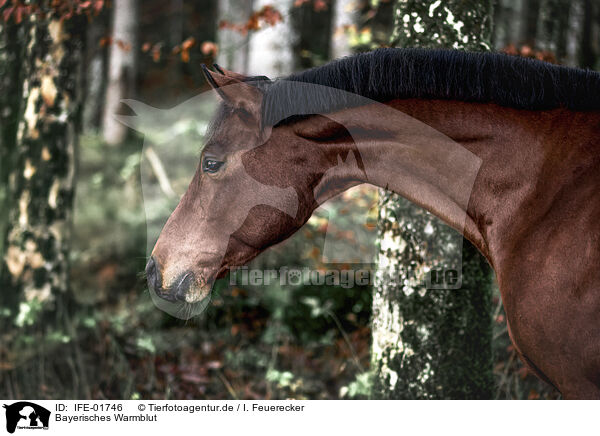 Bayerisches Warmblut / Bavarian Warmblood / IFE-01746