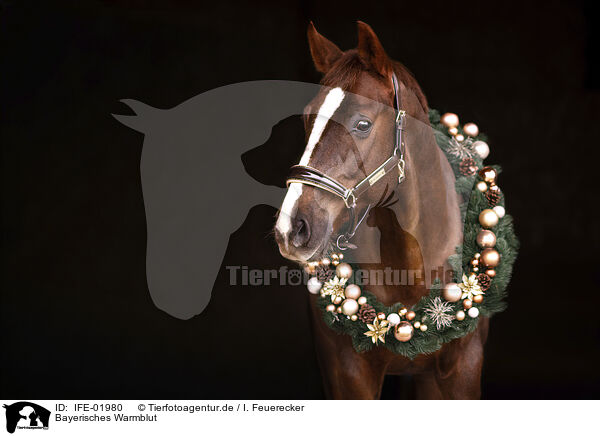 Bayerisches Warmblut / Bavarian Warmblood / IFE-01980
