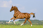 Bayerisches Warmblut